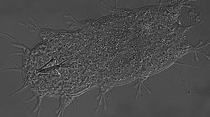 Space to Ground: Water Bears in Space: 07/16/2021